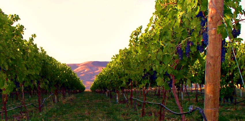 Clearwater Canyon Cellars